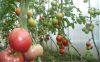 Avietiniai ir kiti pomidorai rugpjūčio mėn.