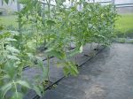 Pomidorų daigai arkiniame polikarbonato šiltnamyje, ištiesta agrotekstilė, padaryta laistymo sistema (2012)
