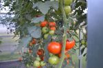 Pomidorai šiltnamyje rugpjūčio mėnesį